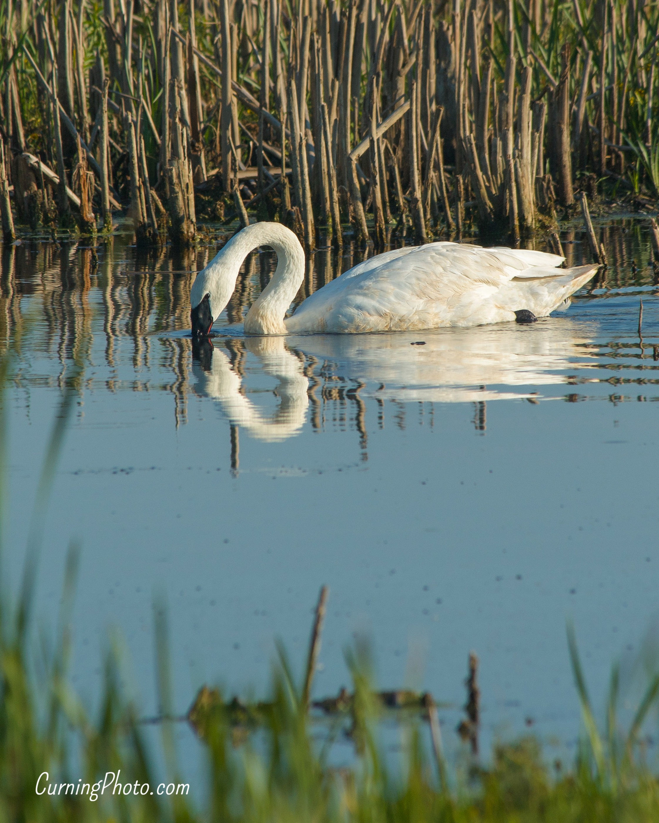 Hungry Swan (Horicon, WI)
