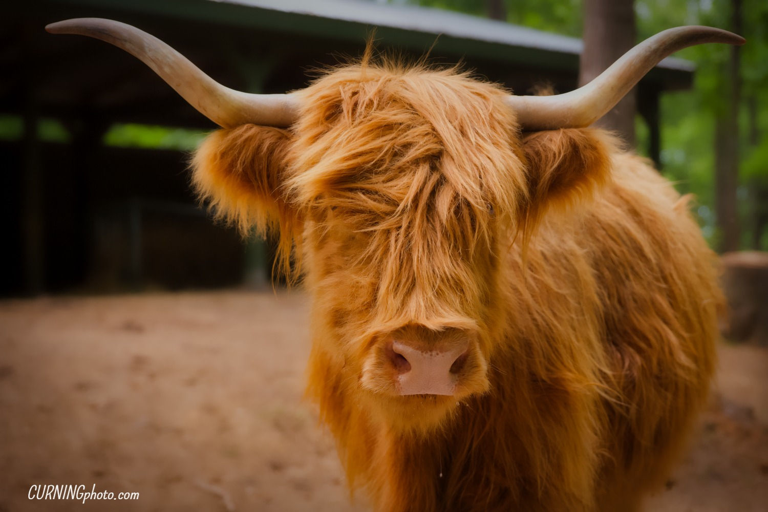 Highland Bull (Natural Bridge, Virginia)
