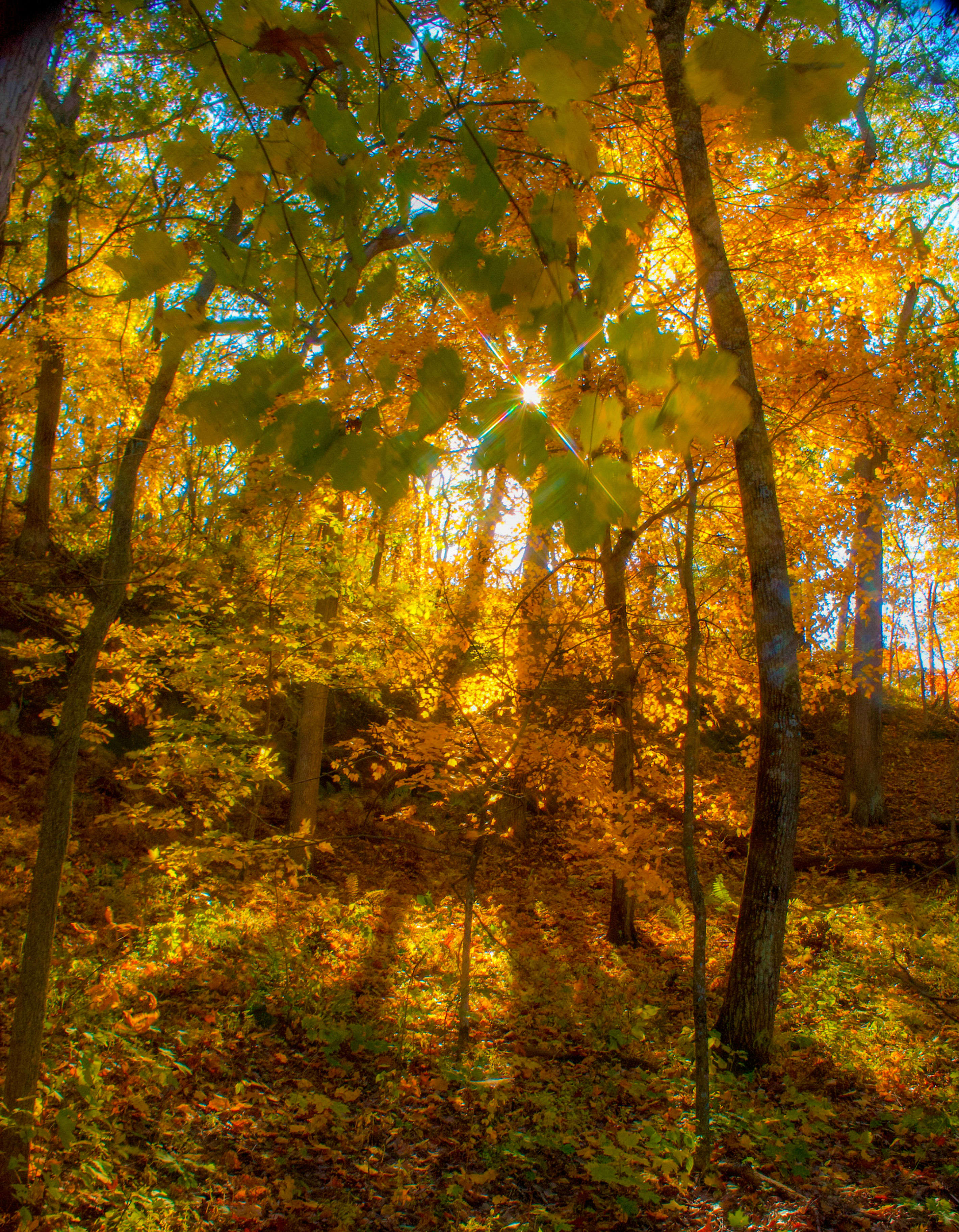 Sunny Fall (Blue Mounds, WI)