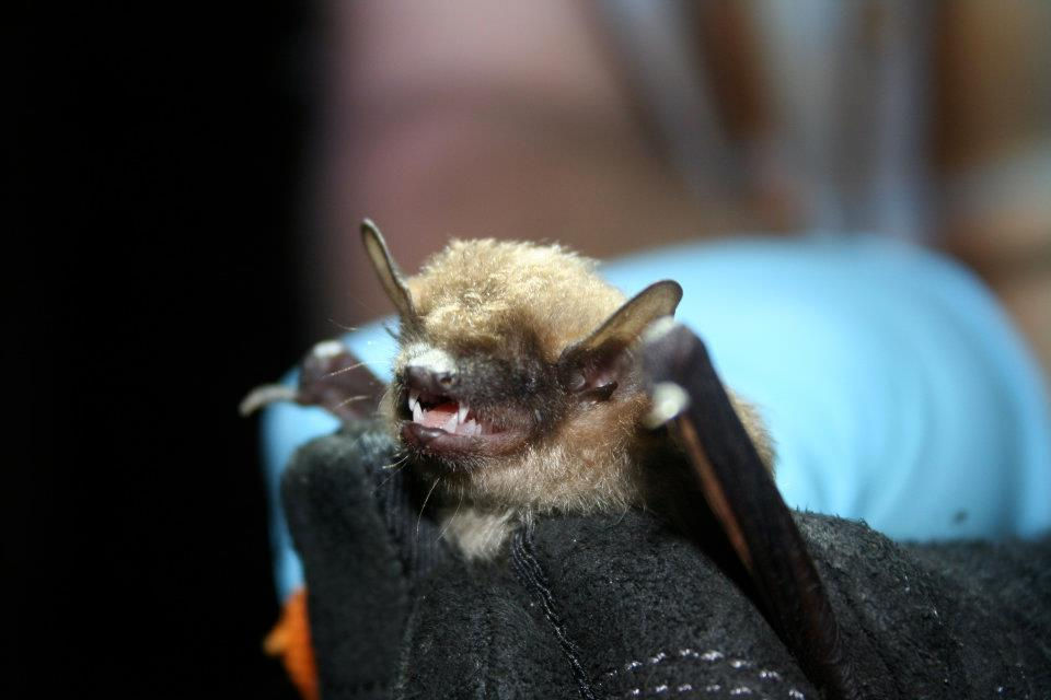 Big brown bat close-up for Orange County bats in the house rabies safety tips