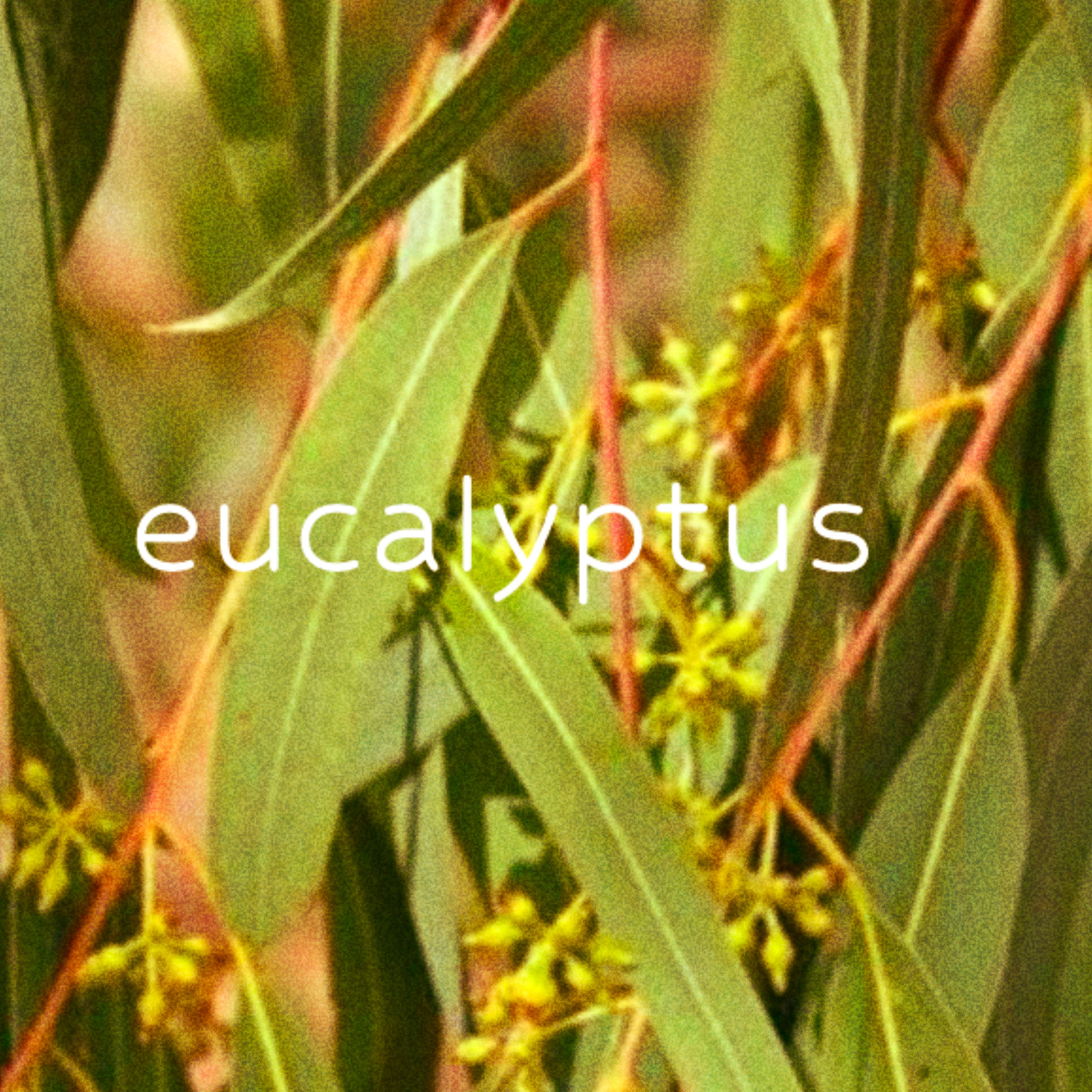 Eucalyptus