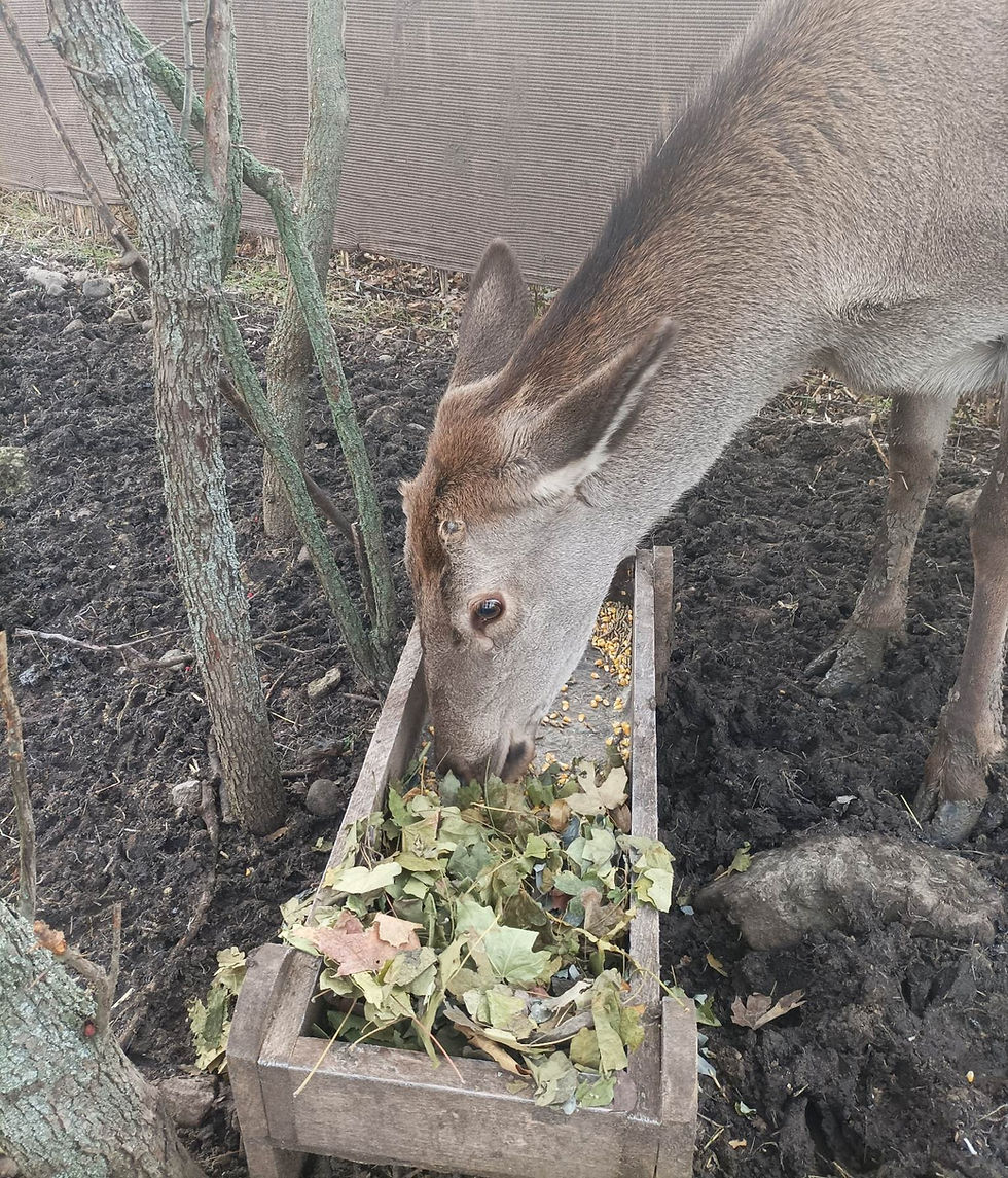 Mirkó és a levelek