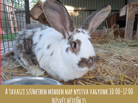 Tavaszi szüneti nyitvatartás