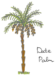 date-palm-01.png