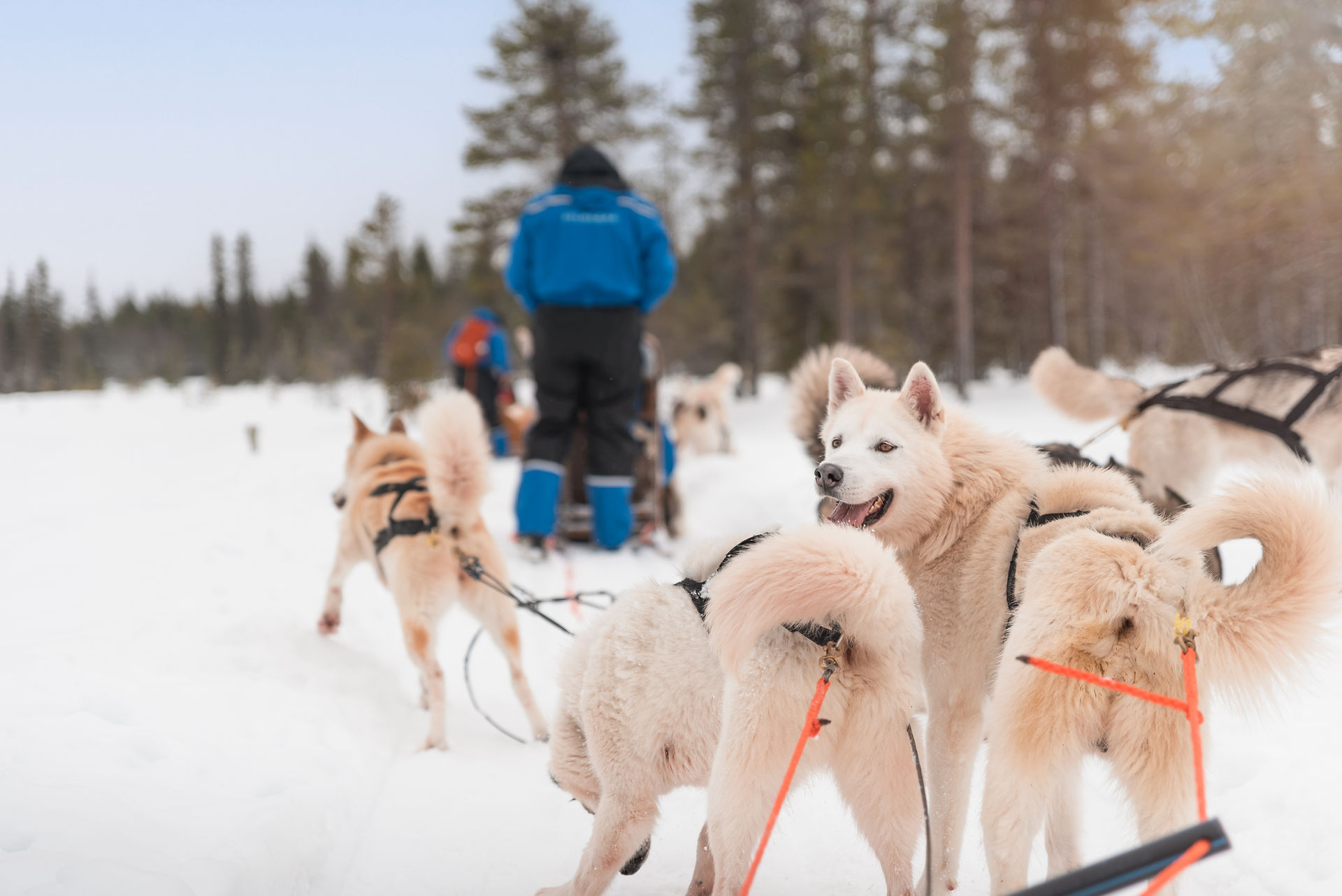 lapland vakanties, lapland vakantie, husky tour lapland, Lapland met kinderen, wanneer noorderlicht, Akaslompolo, vakantie lapland inclusief excursies, beste reistijd lapland, lapland husky, paklijst lapland, wat te doen in lapland, activiteiten Lapland, fins lapland reis