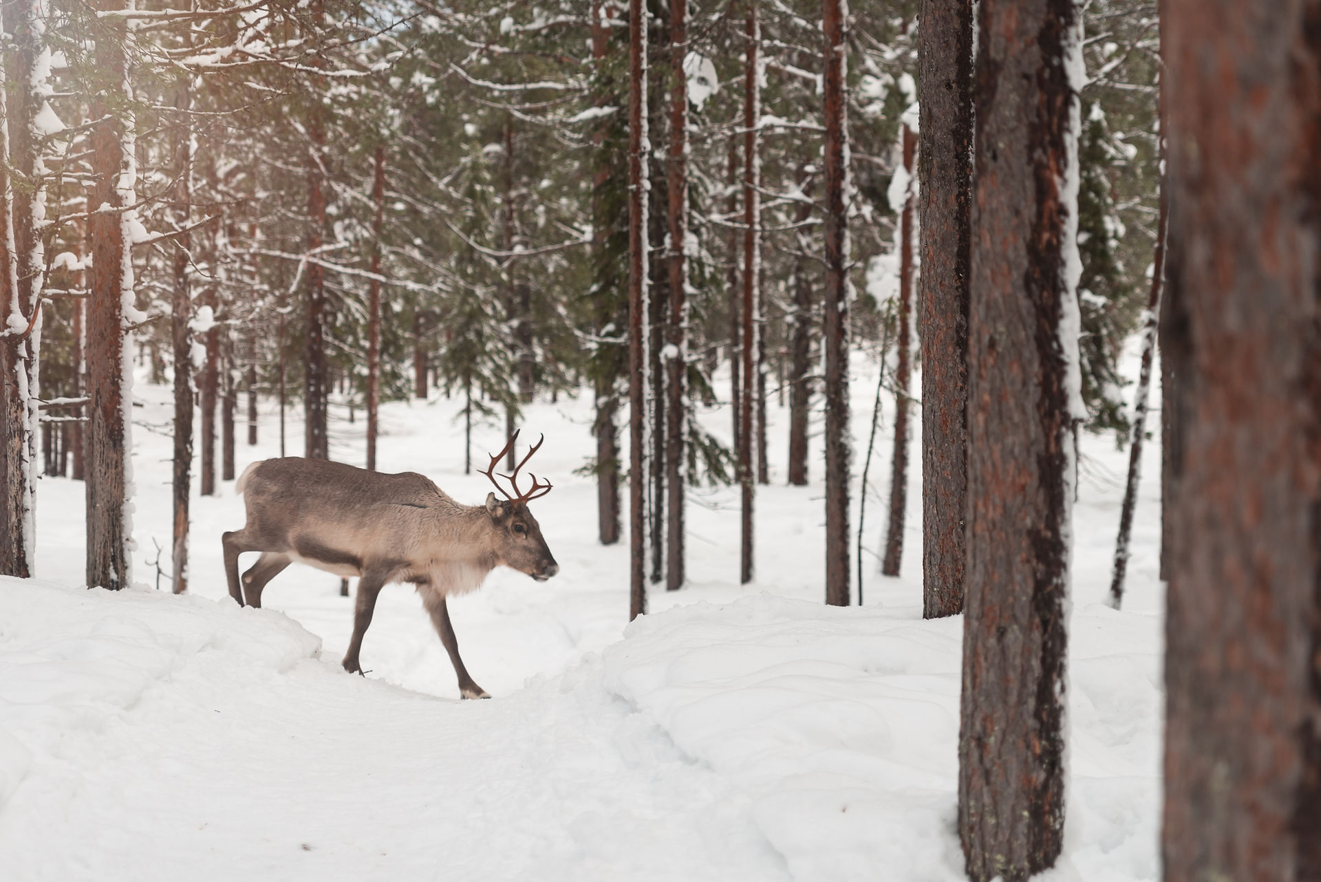 lapland vakanties, lapland vakantie, husky tour lapland, Lapland met kinderen, wanneer noorderlicht, Akaslompolo, vakantie lapland inclusief excursies, beste reistijd lapland, lapland husky, paklijst lapland, wat te doen in lapland, activiteiten Lapland, fins lapland reis
