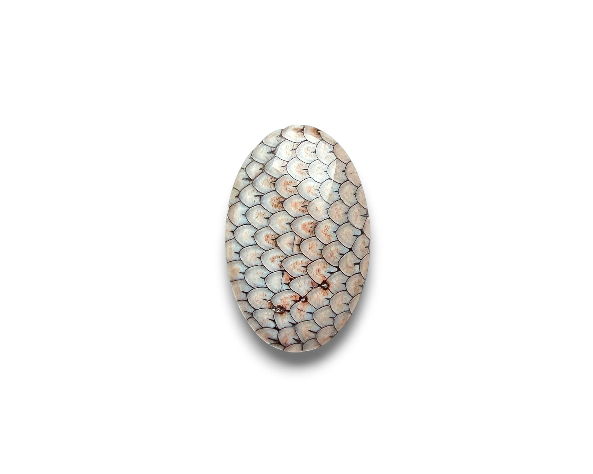 Snakeskin Cabochon Rare Wrasse Fossil - 19.2 x 12.3 x 5.3 mm