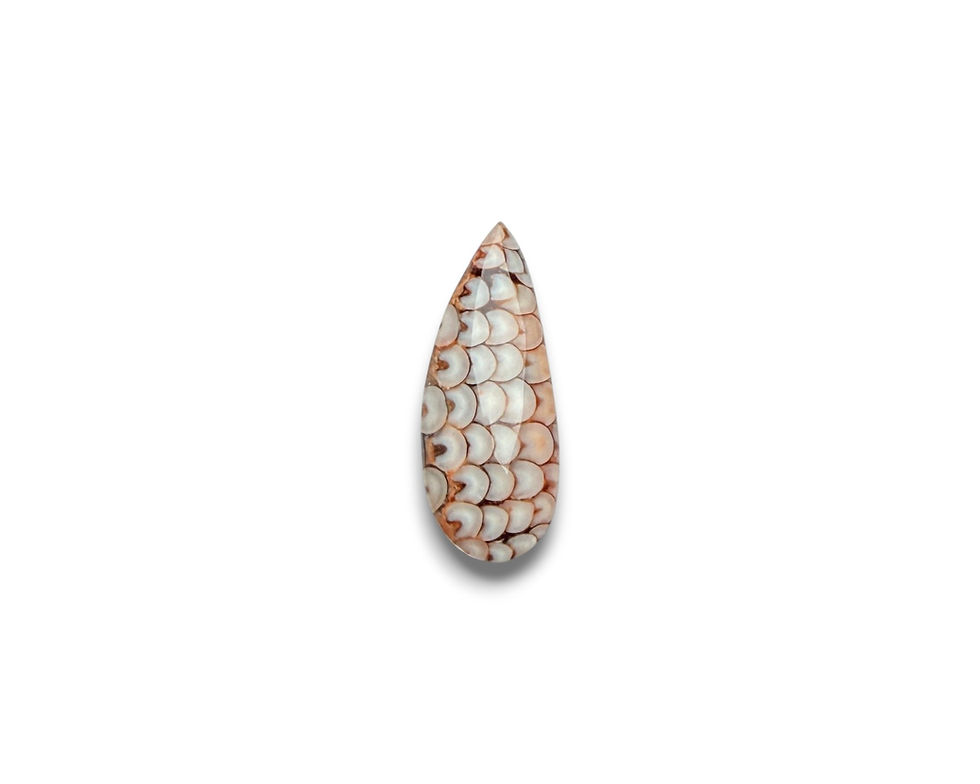 Thumbnail: Snakeskin Cabochon Rare Wrasse Fossil - 16.8 x 6.8 x 4.6 mm