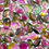 Thumbnail: Watermelon Tourmaline Cabochon Rose Cut - 11.4 x 7 mm