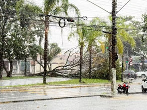 Temporal provoca queda de 31 árvores e destelhamento de escola em Taubaté