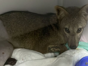 Cachorro-do-mato é atropelado na SP-50 que liga São José dos Campos a Monteiro Lobato, e mobiliza rede de solidariedade para salvar sua vida