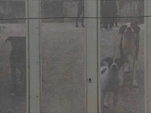 Homem morre após ser atacado por cães na zona leste de São José dos Campos