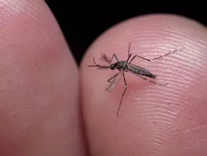 São José dos Campos se aproxima dos mil casos de dengue em 2024
