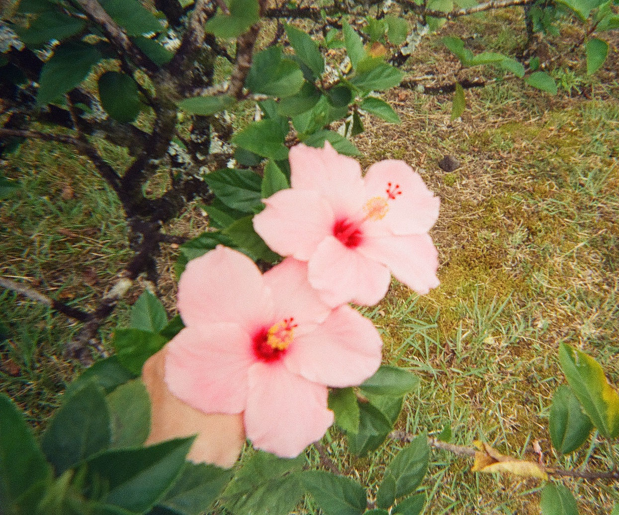 Hawaiian Pink Hibiscus