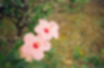Pink hibiscus flowers in a film gallery collection.