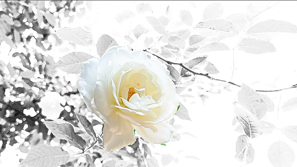 Captura de pantalla 2025-10-24 090131.png