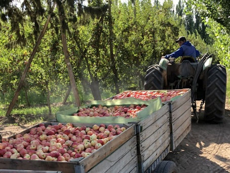 Recuperan chacras y diversifican producción en 25 de Mayo