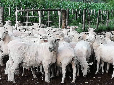 Datos de Coninagro