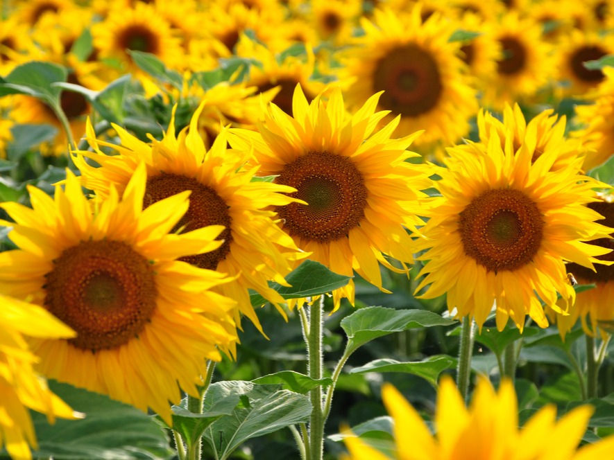 cosecha de girasol