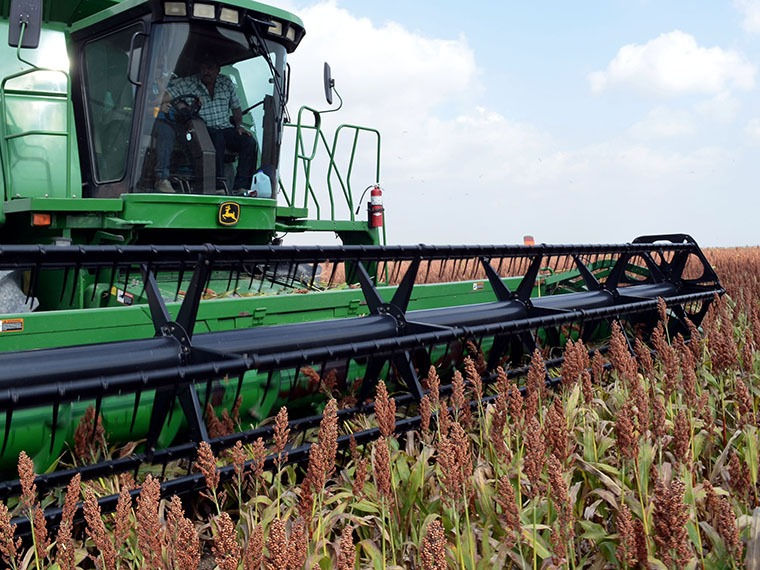 cosecha de sorgo