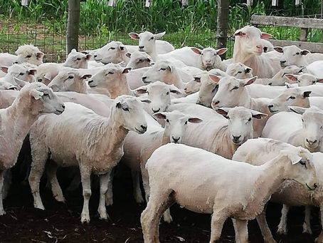 Vendo: ovejas y carneros raza corriedale