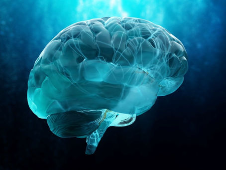 Digital representation of a brain