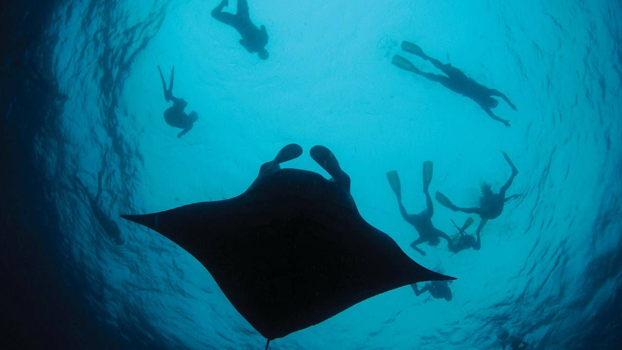 Manta Ray