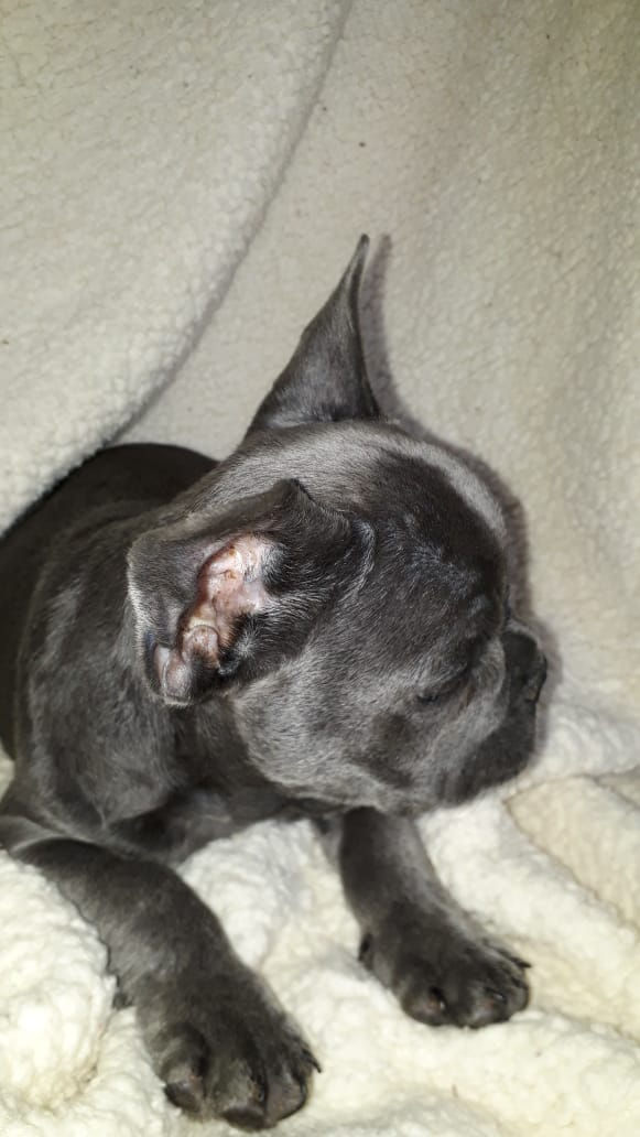Canil San Francisco Baby Bull