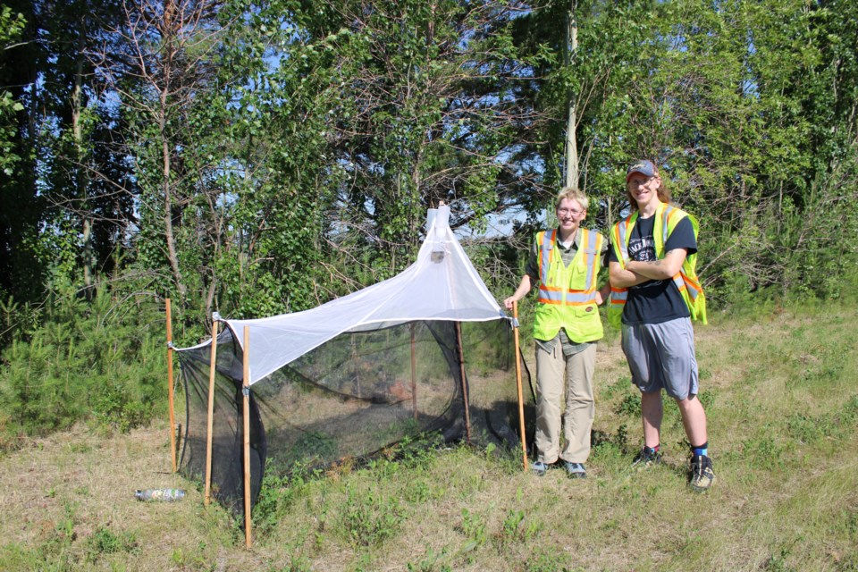 Shea Giesbrecht and her summer student Quinn Burns at one of the bee study locations. This bee study is set up on the side of highway 825 in Sturgeon County. /Jessica Campbell