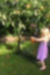 Watering the apple tree