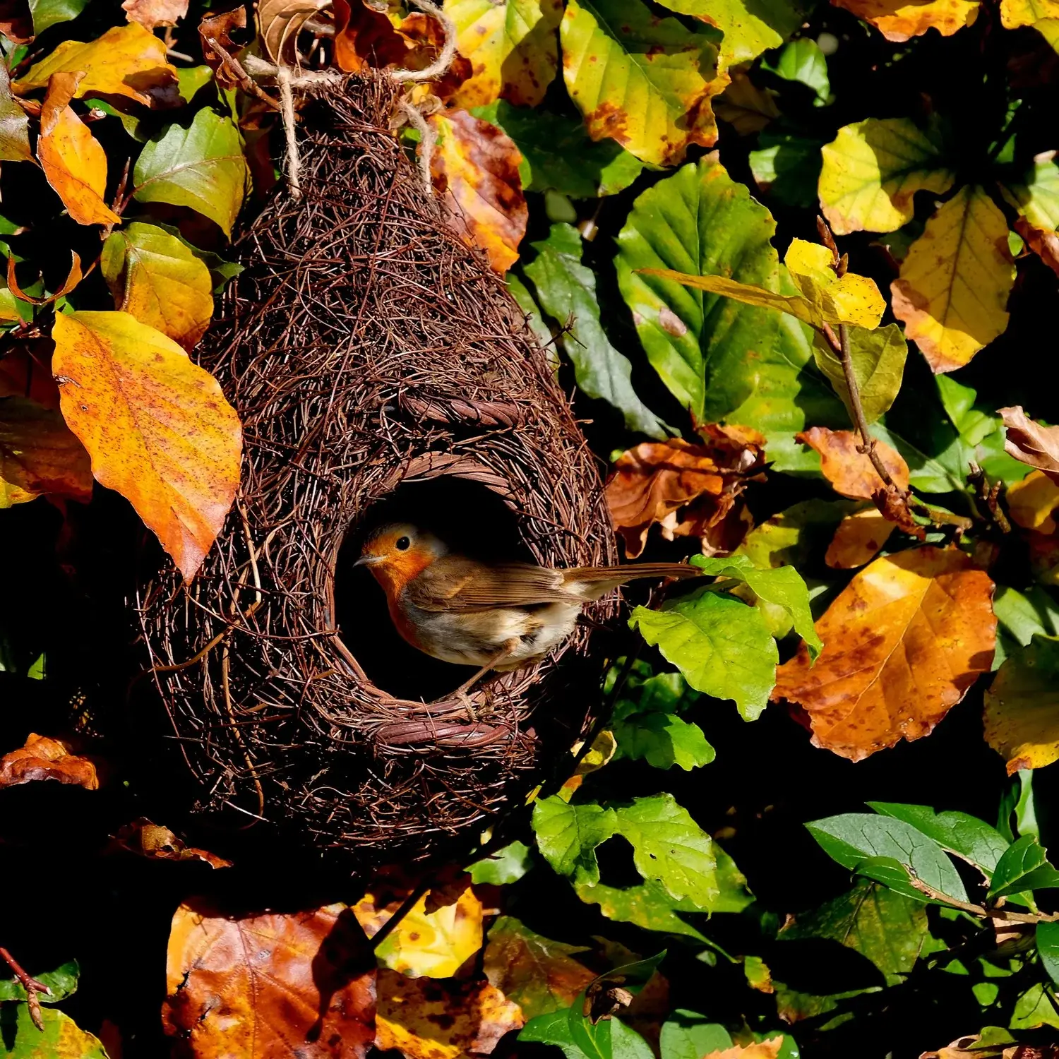 Giant Robin Nest Pocket