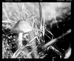 ::: DEAMBULATION CHAMPETRE :::