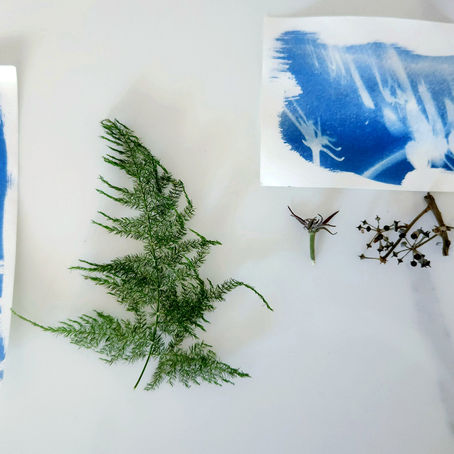Cyanotype: nature "photography"
