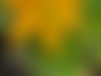 Too many courgettes!