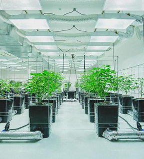 Cannabis Businesses for Sale/JV/Partnership