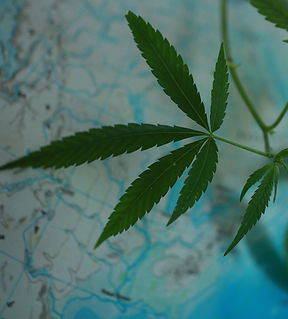 Cannabis Businesses for Sale/JV/Partnership
