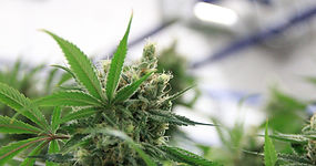 Cannabis Business New Featured Listing