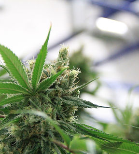 Cannabis Businesses for Sale/JV/Partnership