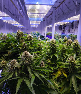 Cannabis Business New Featured Listing