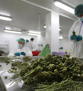 Cannabis Businesses for Sale/JV/Partnership
