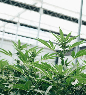 Cannabis Businesses for Sale/JV/Partnership