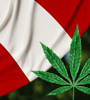 Cannabis Businesses for Sale/JV/Partnership