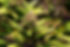 Merger & Acquisition Brokerage - Cannabis Businesses for Sale/JV/Partnership Opportunities