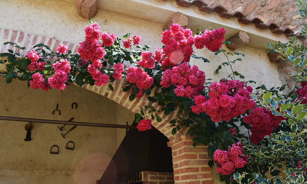 casa del azafran jardín 2.png