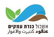 אשכול כנרת עמקים.jpeg