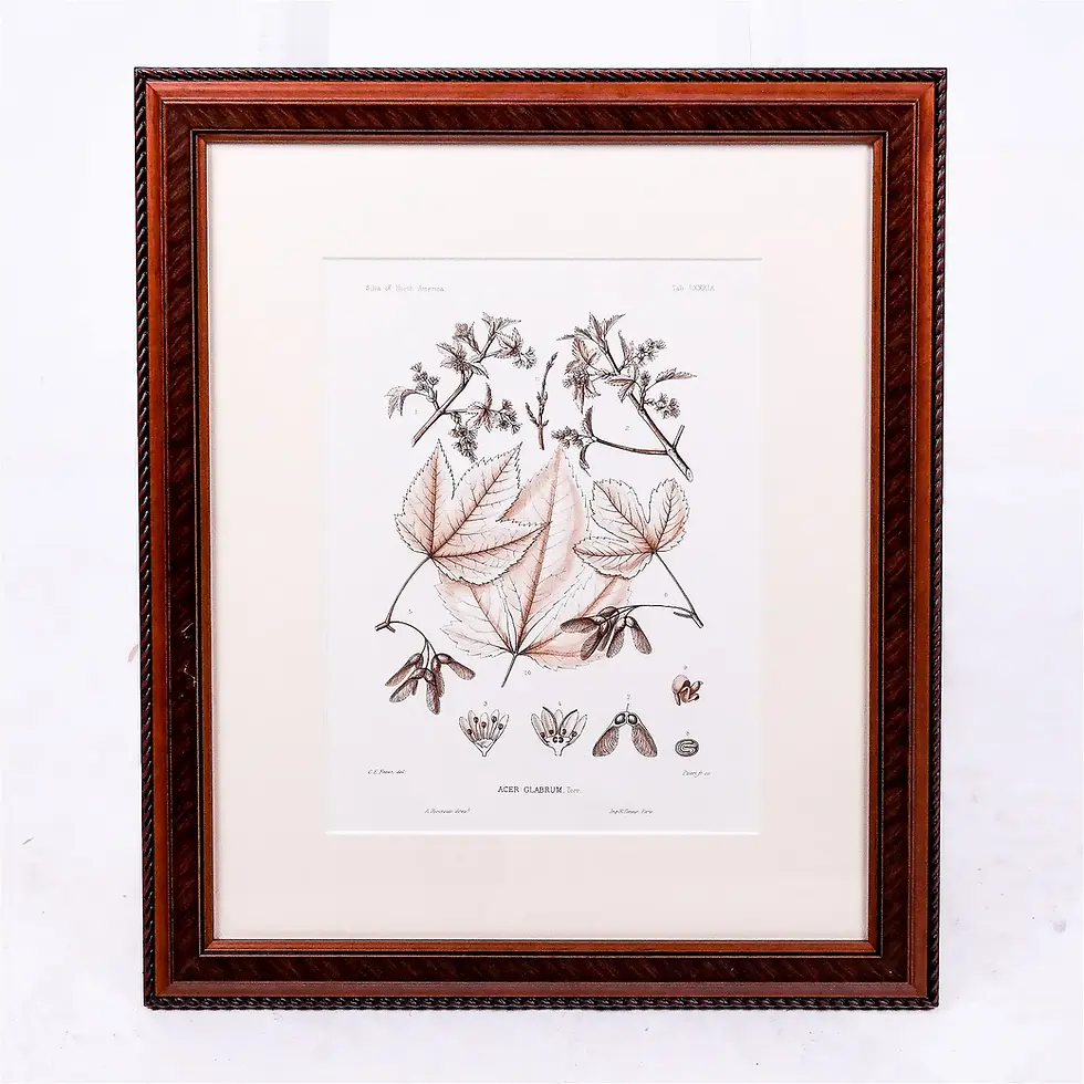 Thumbnail: Pair of sepia tone botanicals