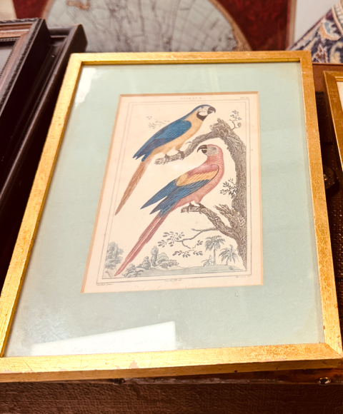 Early 19th Cent Parrot Engraving