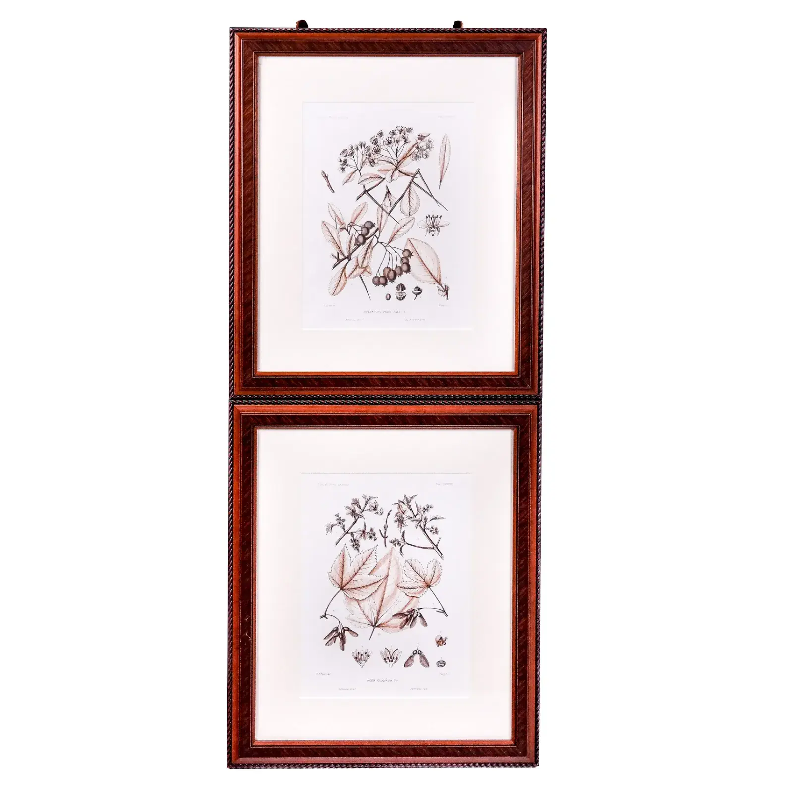 Pair of sepia tone botanicals