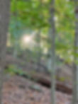 IMG_5102sun sparkle thru ttrees.jpg