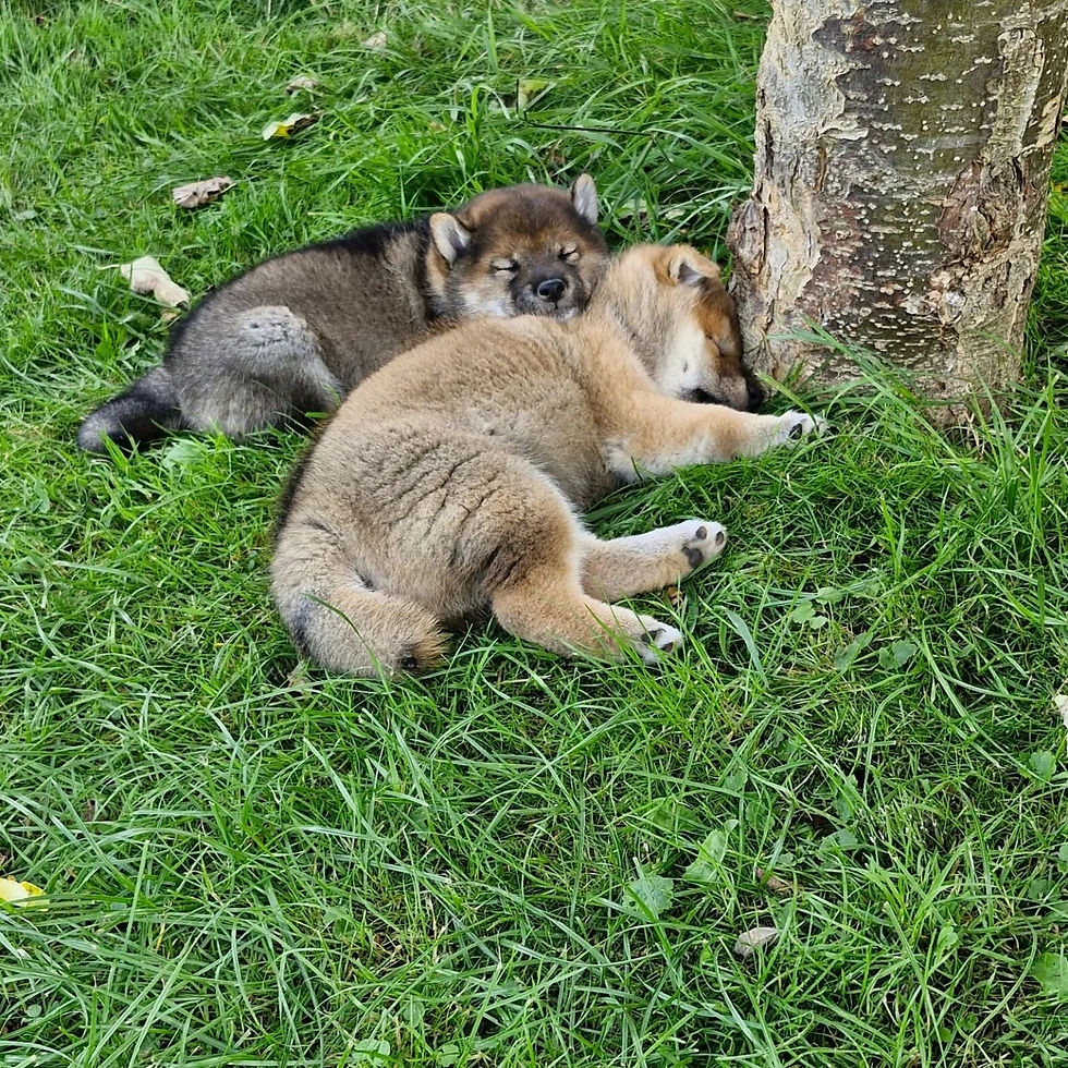 Yuki und Milli